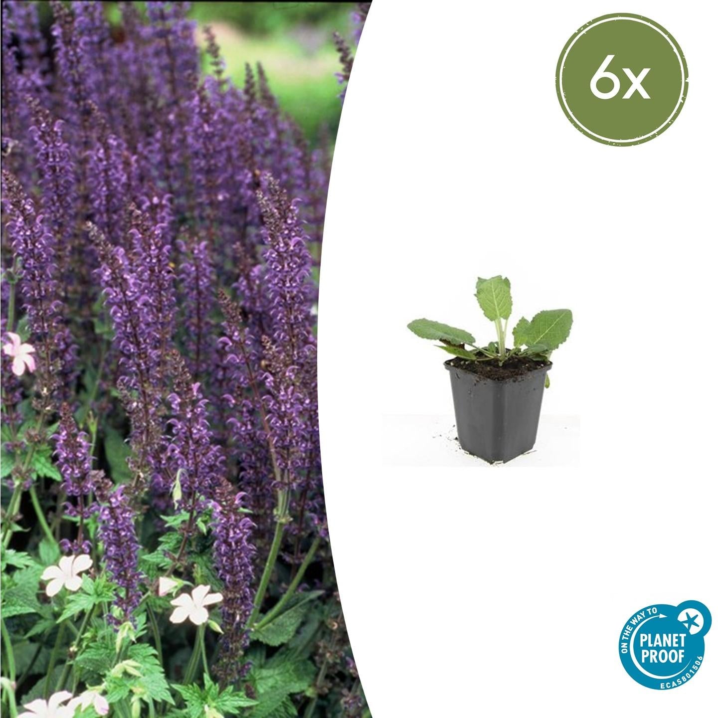 Salvia nem. 'Mainacht' - ↕10-25cm - Ø9cm