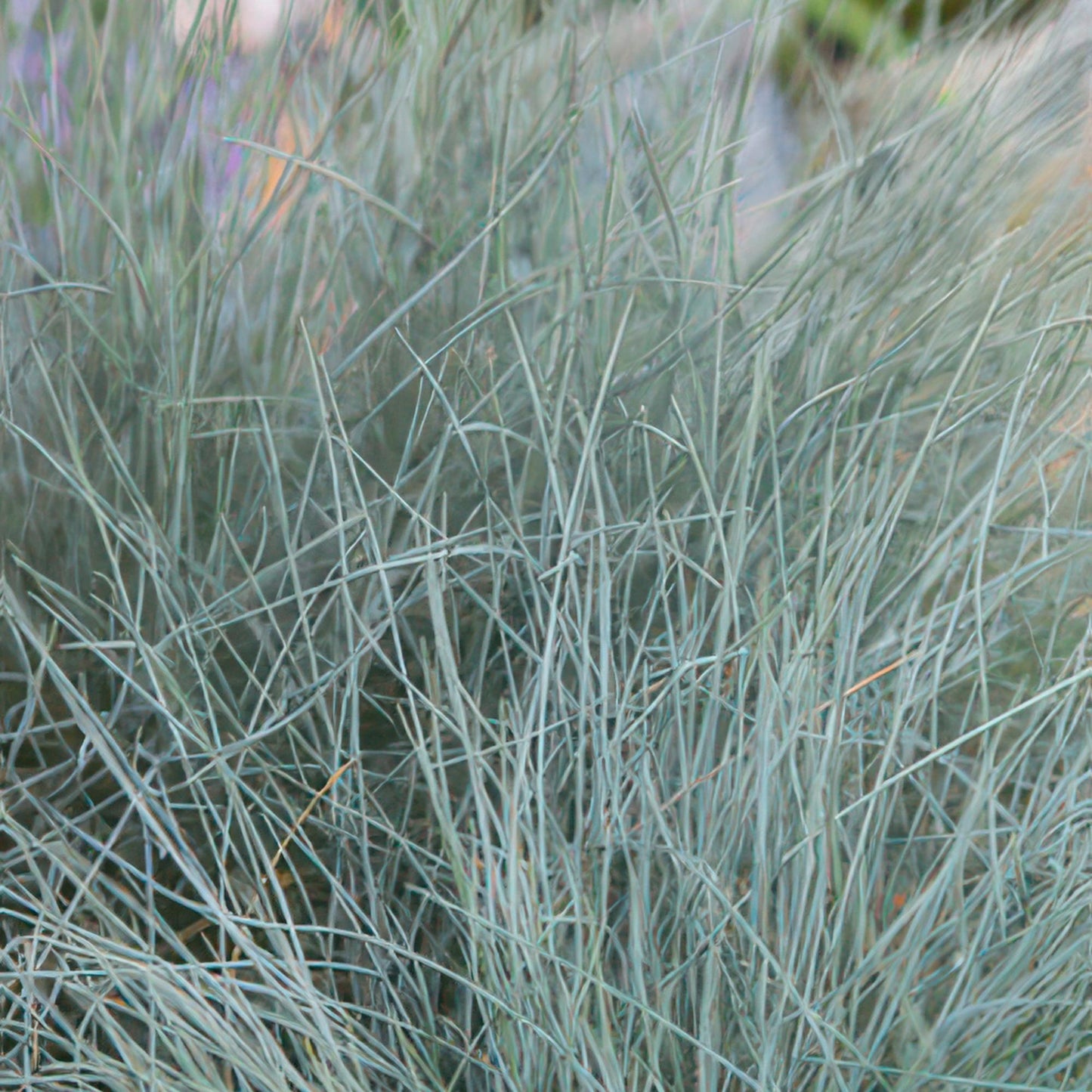 Festuca glauca 'Elijah Bleu' - ↕10-25cm - Ø9cm