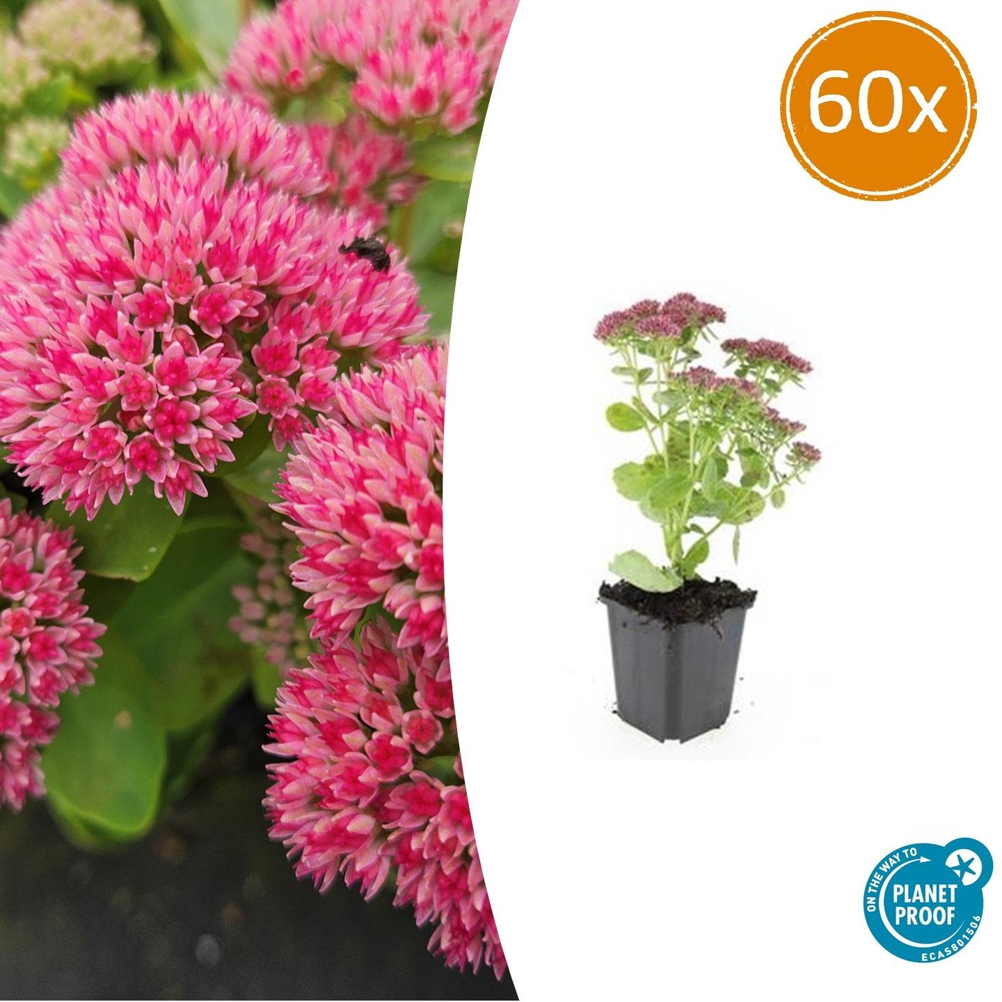 Sedum 'Herbstfreude' - ↕10-25cm - Ø9cm