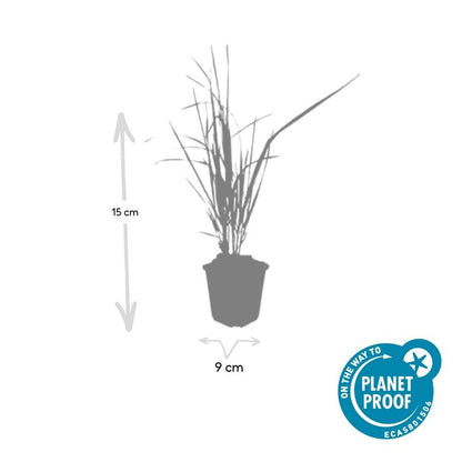 Calamagrostis acut. 'Karl Foerster'  - ↕10-25cm - Ø9cm