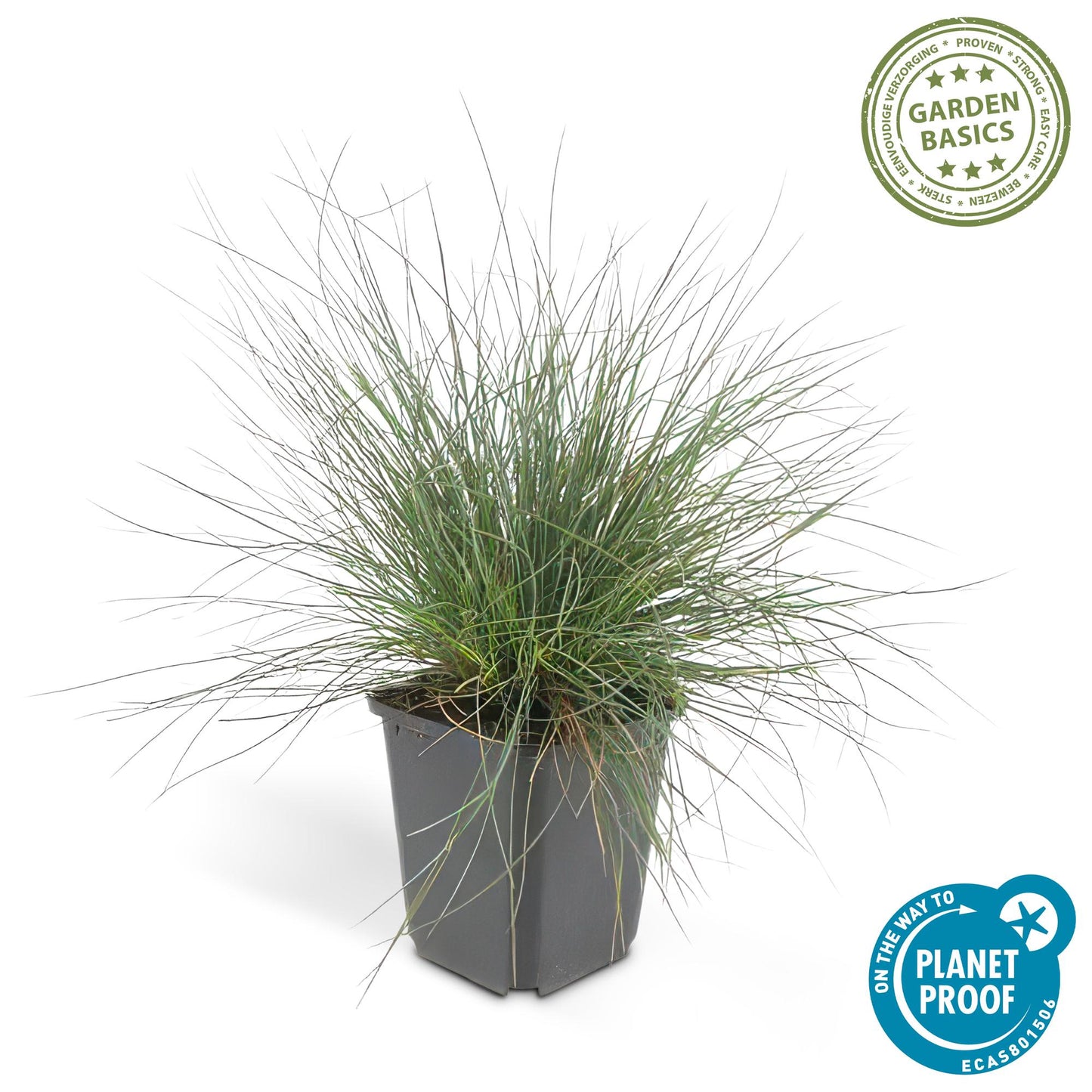 Festuca glauca 'Elijah Bleu' - ↕10-25cm - Ø9cm