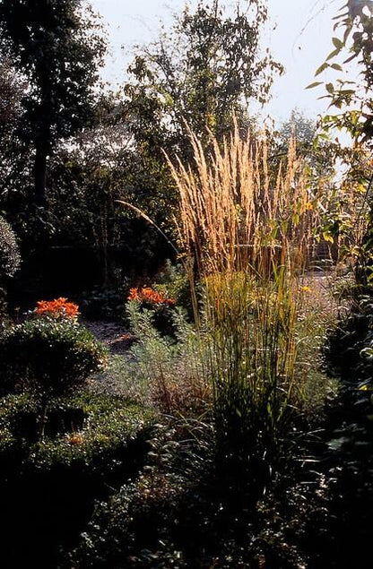 Calamagrostis acut. 'Karl Foerster'  - ↕10-25cm - Ø9cm