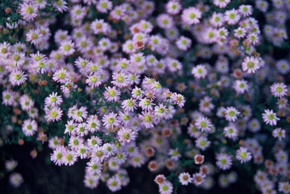 Aster ageratoides 'Stardust' - ↕10-25cm - Ø9cm