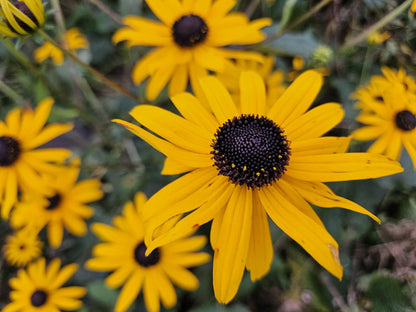 Rudbeckia fulgida 'Goldsturm' - ↕10-25cm - Ø9cm