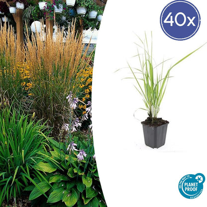 Calamagrostis acut. 'Karl Foerster'  - ↕10-25cm - Ø9cm