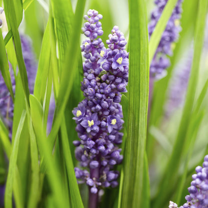 Liriope muscari 'Big Blue' - ↕10-25cm - Ø9cm