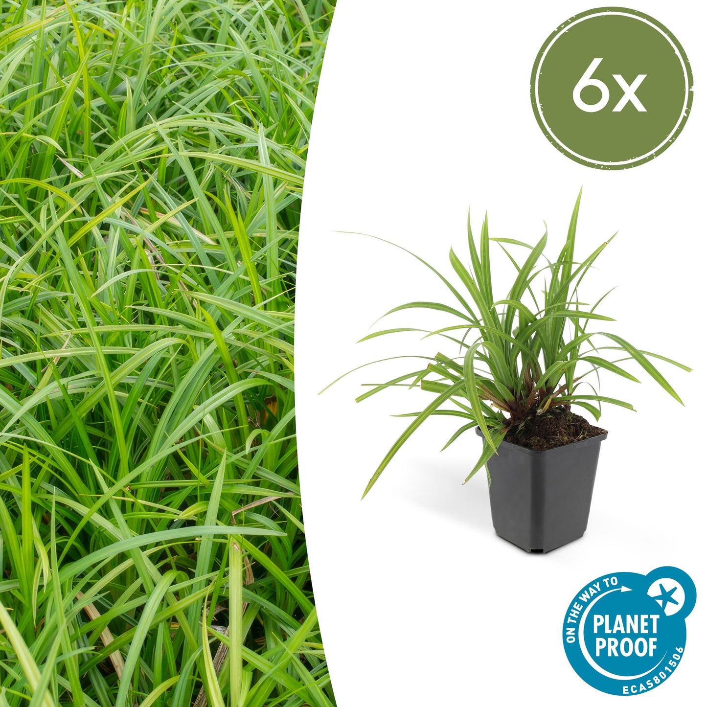 Carex morrowii 'Irish Green' - ↕10-25cm - Ø9cm - Siergras