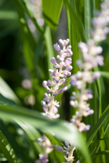 Liriope muscari 'Monroe White' - ↕10-25cm - Ø9cm