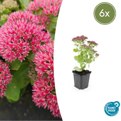 Sedum 'Herbstfreude' - ↕10-25cm - Ø9cm