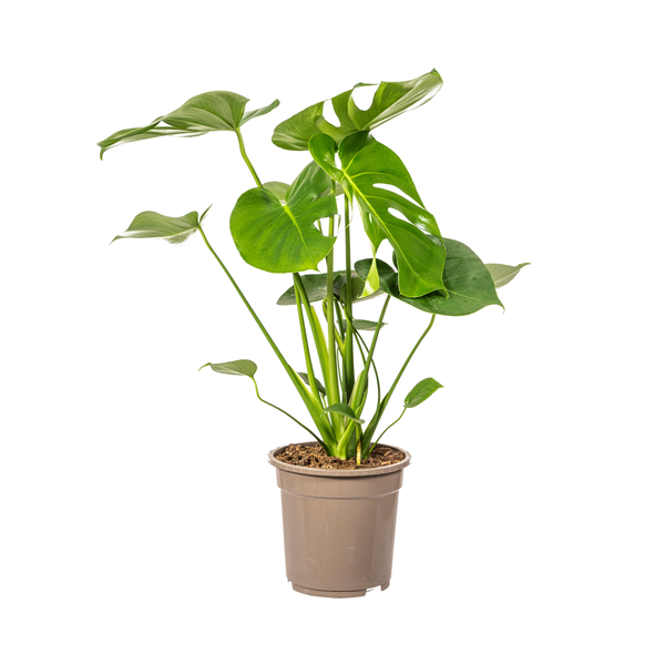 Monstera Deliciosa Tauerii Ø19cm - ↕80cm