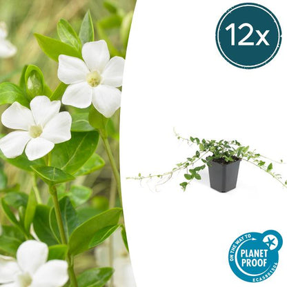 Vinca minor 'Alba' - ↕10-25cm - Ø9cm