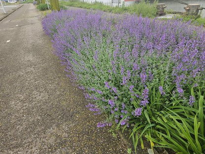 Nepeta 'Walker's Low' - ↕10-25cm - Ø9cm