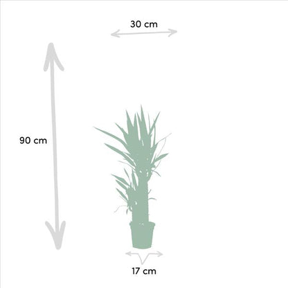 Dracaena ↨70cm - Ø17cm + Yucca ↨90cm - Ø17cm - Kamerplanten - Luchtzuiverende Planten