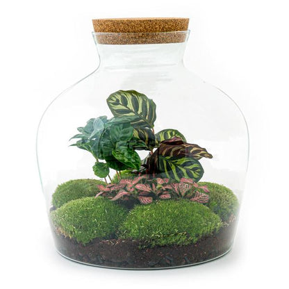 DIY terrarium - Fat Joe Coffea - ↕ 30 cm - Rake + Shovel + Tweezer + Scissors