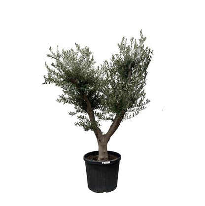 Olijfboom Europaea Cultivo - 225cm- Ø60