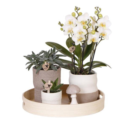 Kolibri Company | Plantenset Slow Living | Witte Phalaenopsis Orchidee Lausanne en Succulenten incl. keramieken sierpotten