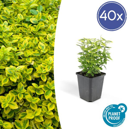 Euonymus fort. 'Emerald 'n Gold’ - ↕10-25cm - Ø9cm