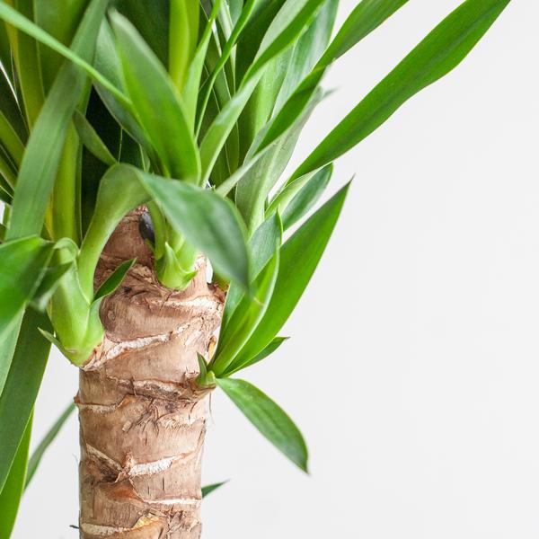 Dracaena  Janet Lindt met Pot of Mand - 95cm - Ø21