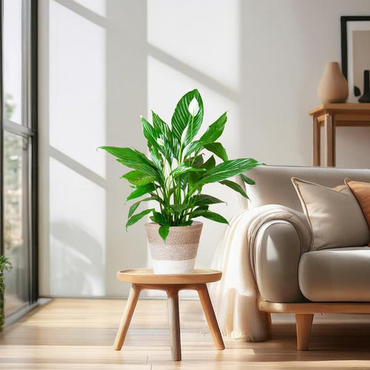 Spathiphyllum (Lepelplant) met Mand - 80cm - Ø21