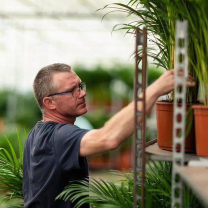 Dracaena ↨70cm - Ø17cm + Yucca ↨90cm - Ø17cm - Kamerplanten - Luchtzuiverende Planten