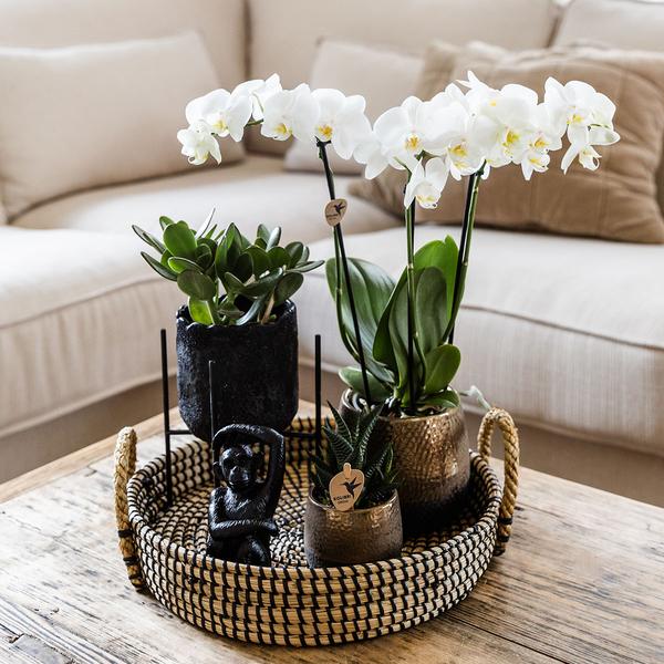 Kolibri Company | Gift set Home Hub | Plantenset met Phalaenopsis Orchidee en Succulenten incl. keramieken sierpotten