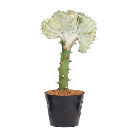 Euphorbia lactea Cristata - 30 cm - ø10,5