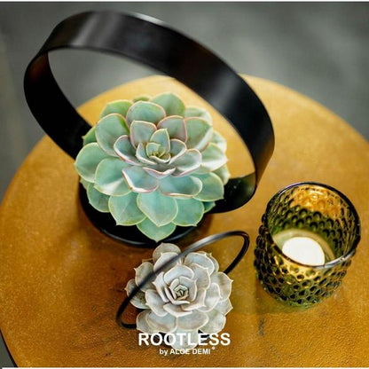 ROOTLESS Succulent Echeveria Pulidonis op Deco tafelstandaard Ø20 cm - ↕20 cm