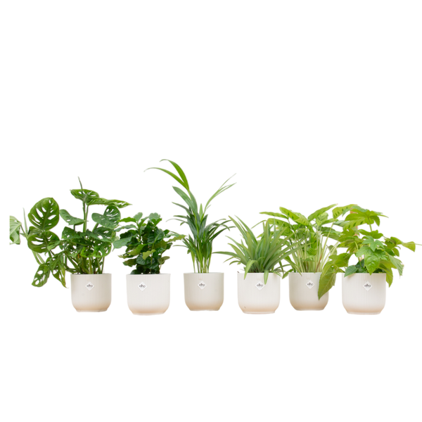 Verrassingsbox - 6 planten inclusief elho Vibes Fold Round Ø14