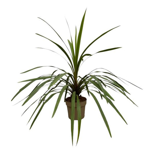 Cordyline Peko - 90 cm - Ø24cm