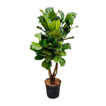 Ficus Lyrata vertakt