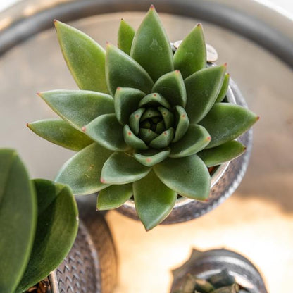 Kolibri Greens | Succulenten set van 2 planten in zilveren groove sierpotten - keramiek  potmaat Ø9cm