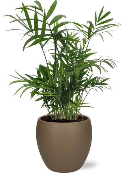 Chamaedorea Elegans - Ø12cm - ↕40cm + Pot