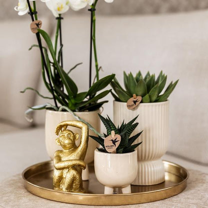 Kolibri Company | Gift set Luxury Living | Plantenset met witte Phalaenopsis Orchidee en Succulenten incl. keramieken sierpotten