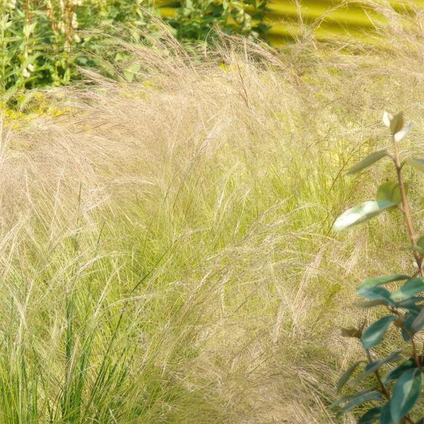 Stipa tenuissima 'Ponytails' - ↕10-25cm - Ø9cm - Siergras- Tuinplanten