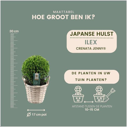 2x Ilex crenata 'Jenny' bol in rietenmand | set van 2 stuks | 20 cm Ø diameter