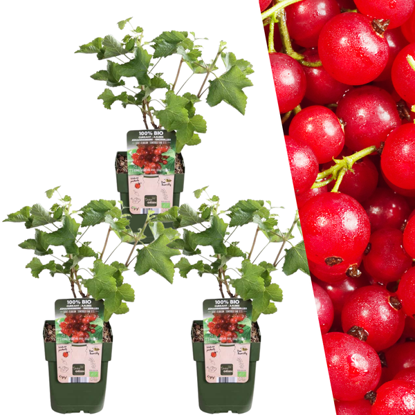 Biologische Kruisbessenplanten - Ø 13 cm - ↨ 20 cm