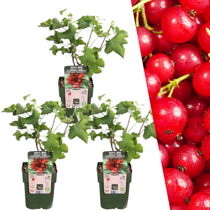 Biologische Kruisbessenplanten - Ø 13 cm - ↨ 20 cm