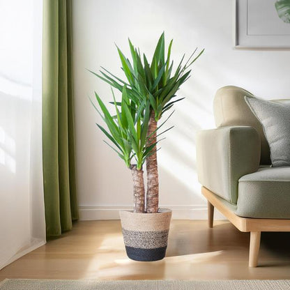 Yucca Elephantipes met Sofia mand - 90cm - Ø21