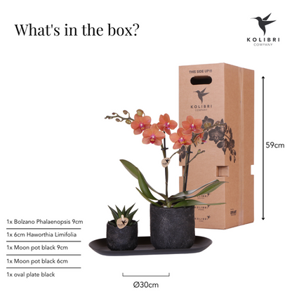 Kolibri Company | Plantenset Home Hub small | Oranje Phalaenopsis Orchidee Bolzano en Succulent incl. keramieken sierpotten op zwart dienblad