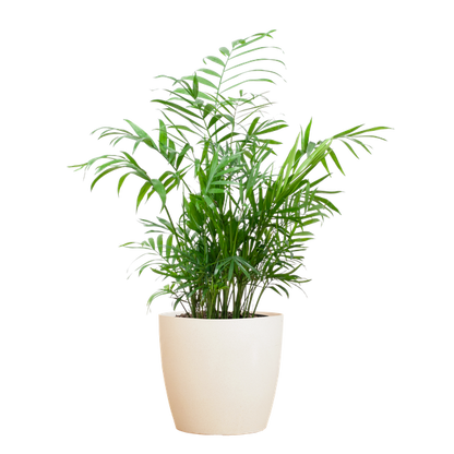 Chamadorea Elegans met Viber Pot Grijs of Wit - 55cm - Ø17