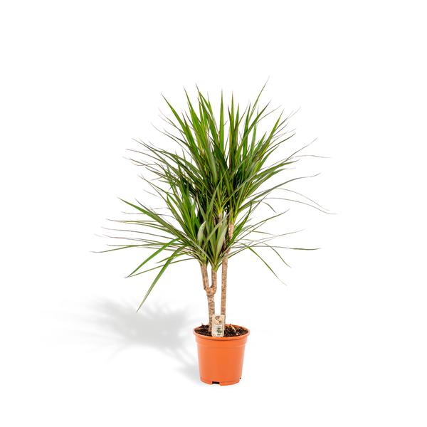 Dracaena Marginata - Ø17cm - ↕90cm / Ø21cm - ↕120cm