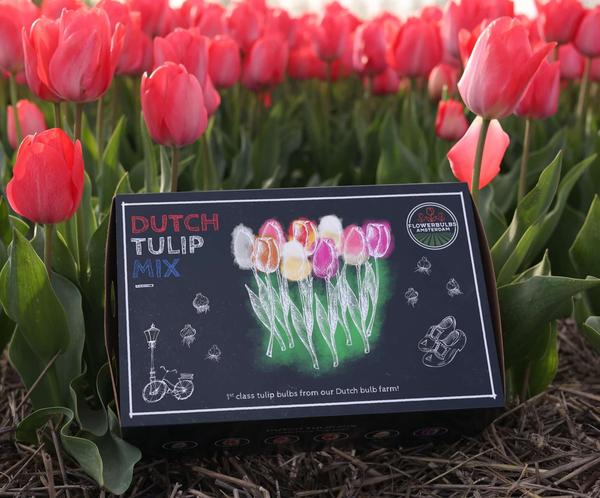 Flowerbulbs Amsterdam - Dutch Tulip Mix - Luxe box large, 90 bloembollen voor 2,5 m2 bloemenpracht - Maat 12+