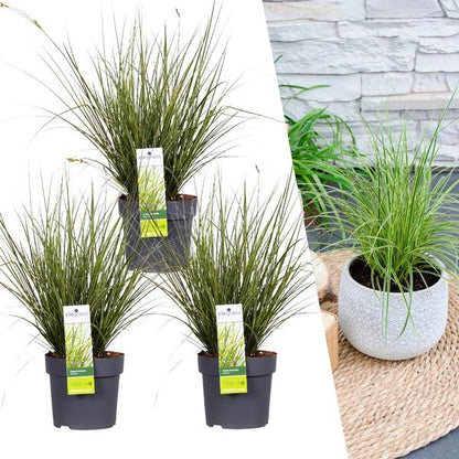 Carex brunnea Variegata - Ø 14 cm - ↨ 25 cm