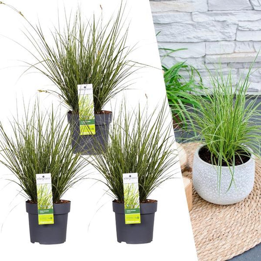 Carex brunnea Variegata - Ø 14 cm - ↨ 25 cm