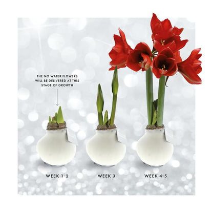 No Water Flowers® (wax amaryllis) | Fashionz Patternz Shine Mix (3 pack) + Red flower