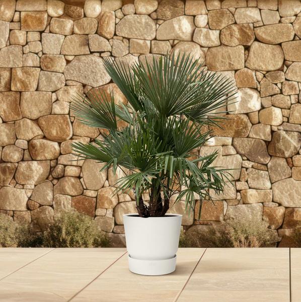 Trachycarpus multi stam - 200cm- Ø45