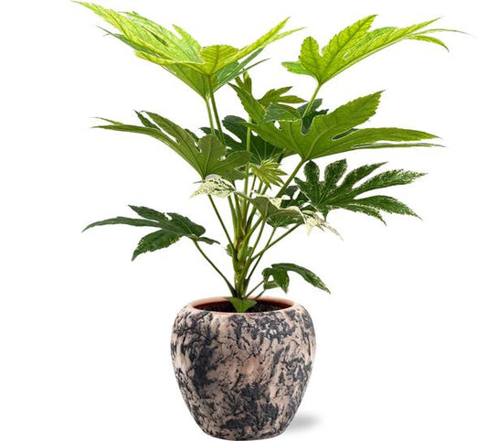 Fatsia Japonica Spider Web - Ø17cm - ↕50cm + Doug Pot D18x16cm - Zwart Beige