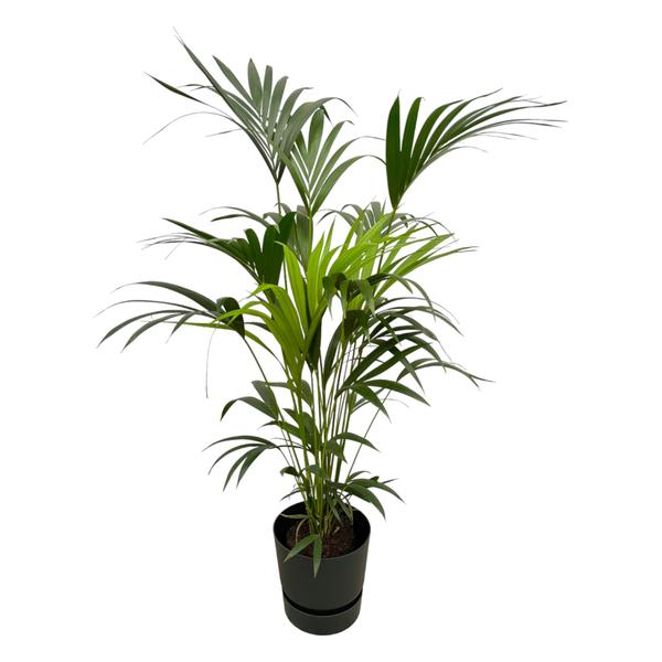 Kentia palm inclusief Elho Greenville Round Pot - 160cm - Ø30