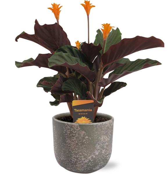 Calathea Crocata - Ø14cm - ↕40cm + Pot