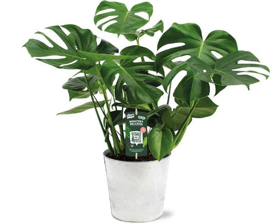 Monstera Deliciosa - Ø21 - ↕65cm + Pot D22,5x21cm - Zink